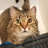 LEONARD, chat à adopter