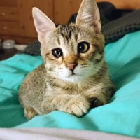 ROBINE, chatte à adopter