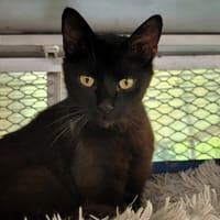 JACOMO, chat à adopter