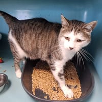COCXI QCT (j'ai trouvé ma famille), chat à adopter