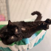 JAZZY (réservée), chatte à adopter