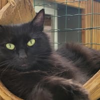 GUIMAUVE, chatte à adopter