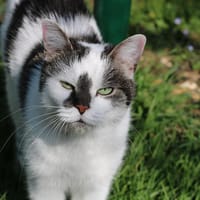 JASMINE A17378, chatte à adopter