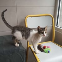 ROXY, chatte à adopter