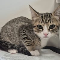 OSORNO QCT, chat à adopter