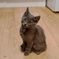 KURO (réservé), chat à adopter