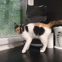 Stella, chatte à adopter