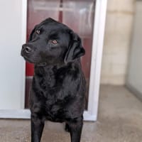 GRAPHITE, chien à adopter