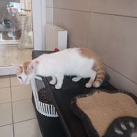 MARIUS, chat à adopter