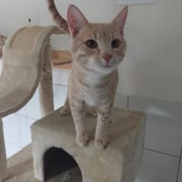 Urby, chat à adopter