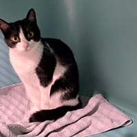 Gile, chatte à adopter