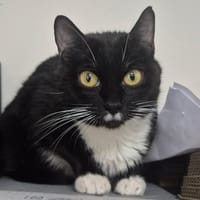 ETNA QCT, chatte à adopter