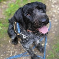VENUS PAA24240, chienne à adopter