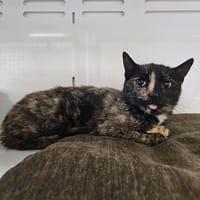 Sukini, chatte à adopter