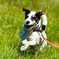 MISSY, chienne à adopter