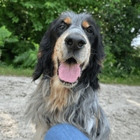 IRUN, chien à adopter
