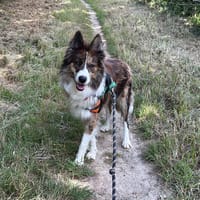 GASTON, chien à adopter
