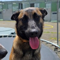 Réva, chienne à adopter