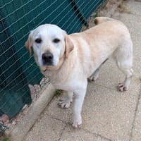 SIMON, chien à adopter
