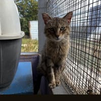 TIZNIT, chat à adopter