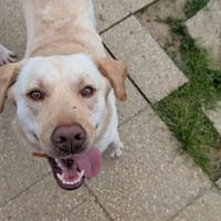 VIKING, chien à adopter