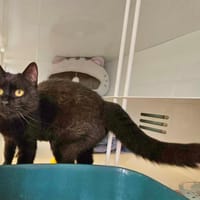IRIS, chatte à adopter