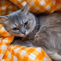 Lulu, chat à adopter