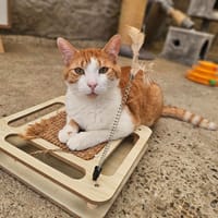Snow, chat à adopter