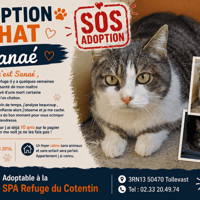 SANAE, chatte à adopter