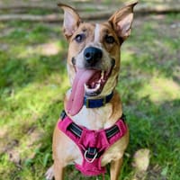 JORA, chienne à adopter