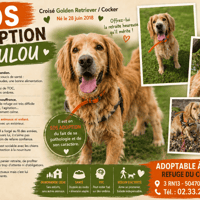 LOULOU, chien à adopter
