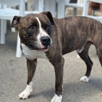 TYSON, chien à adopter