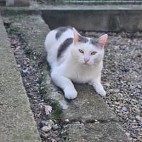 OSLO, chat à adopter