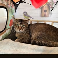 BALOU, chat à adopter
