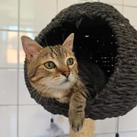 MOZART, chat à adopter