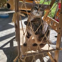 MOZART, chat à adopter