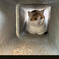 PUZZLE, chatte à adopter