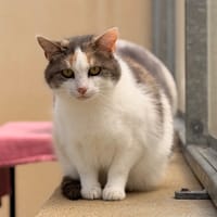POPPY, chatte à adopter