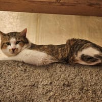 Moumoutte, chat à adopter