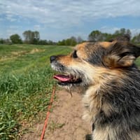 Pongo, pies do adopcji
