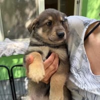 Pufcia, suczka do adopcji