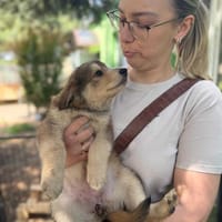 Mishka, suczka do adopcji