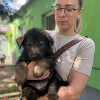 Baraś, suczka do adopcji