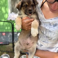 Nimbus, pies do adopcji