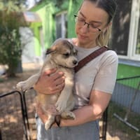 Murcia, suczka do adopcji