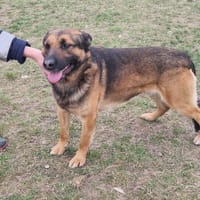Brego, suczka do adopcji