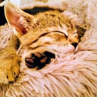 Tymianek, kot do adopcji