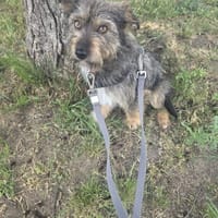 Lucy, suczka do adopcji