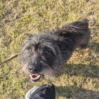 Wiesio, pies do adopcji