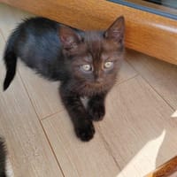 Jeżynka, kotka do adopcji